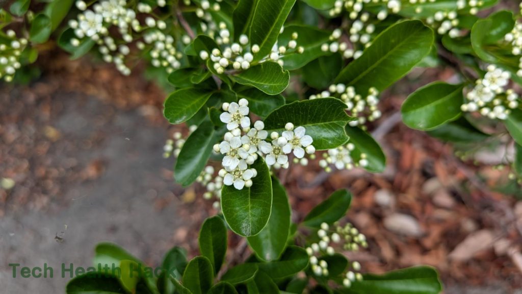 ピラカンサの花