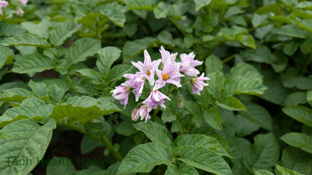 ジャガイモの花