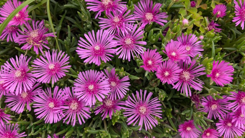 マツバギクの花