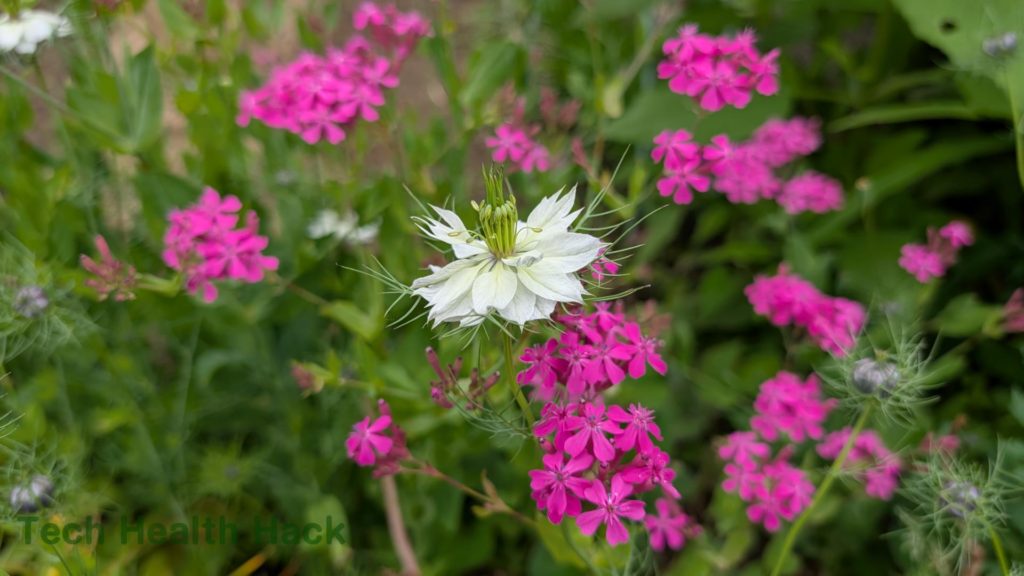 ニゲラとムシトリナデシコ
