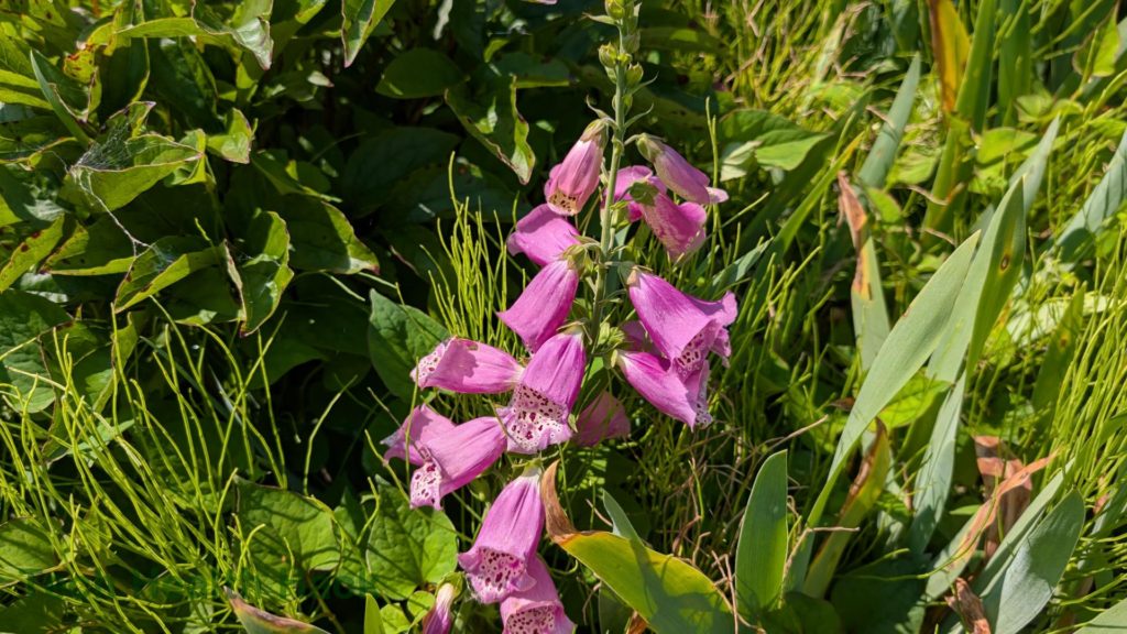 フォックスグローブ（ジキタリス）