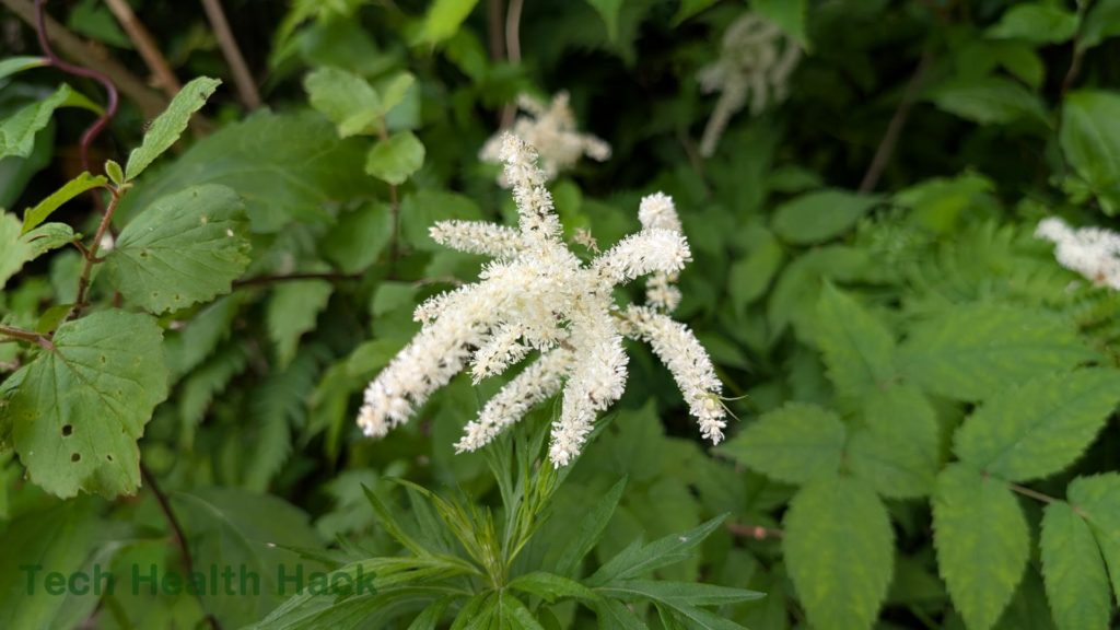 アワモリショウマ