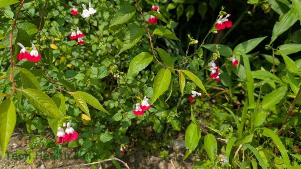 ホットリップス