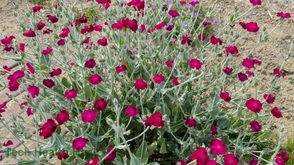 リクニス・コロナリア