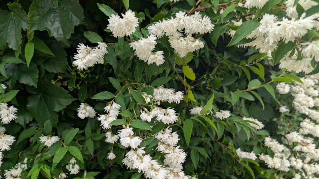 シロバナヤエウツギ