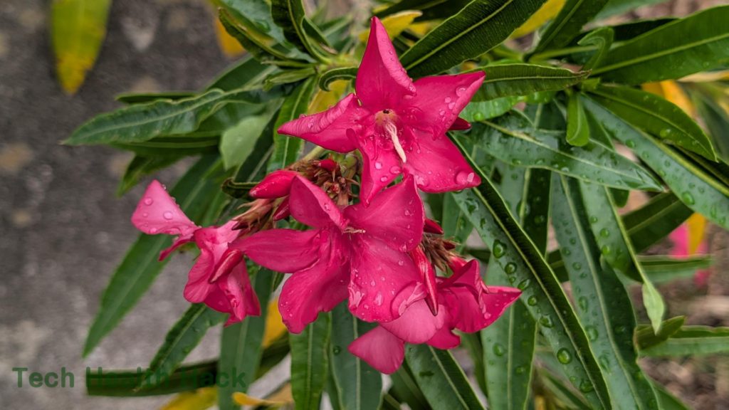 キョウチクトウ